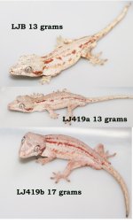 garg males copy.jpg
