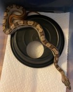 Hypo Motley.jpg
