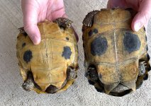 pair56.1.jpg