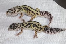 Bonded yearling pair 2022 hatch.jpg