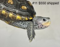 IMG_9572.jpg