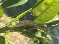 IMG_1732.jpg
