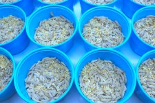 WAX WORMS 2.jpg