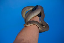IMG_8551.jpg
