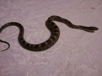 snake 11.jpg