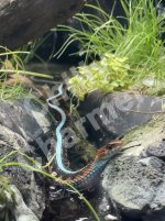 No Name in stream, with watermark.jpg