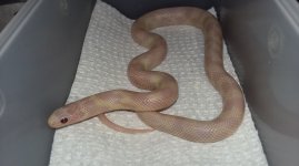778MpinkpearlPHcorwinhypohypermel.jpg