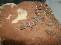 TX Banded Gecko female Finlay #1 Pic 2.JPG
