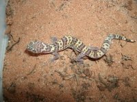 TX Banded Gecko female Finlay #2.JPG
