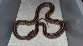 M5Tesserahetscaleless.jpg