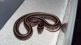 M6Tesserahetscaleless.jpg