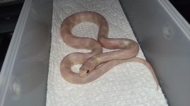 772MpinkpearlPHcorwinhypohypermel.jpg