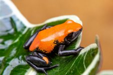 galactonotus orange juveniles lg.jpg