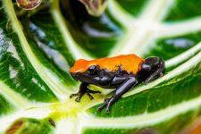 orange adelphobates galactonotus juvenile lg.jpg