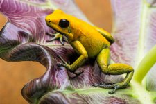 orange bicolor adult.jpg