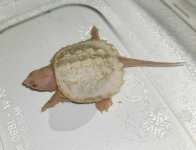 Perfect23albino2200.jpg