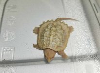 Imperfect23albino1800.jpg