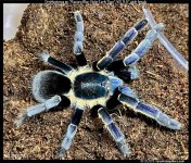 Ornithoctonus_Ranong(f)3.5in_AD1.jpg