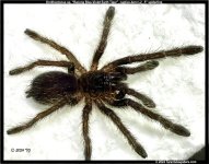Ornithoctonus_Ranong_Blue_Violet(s).5in_1.jpg