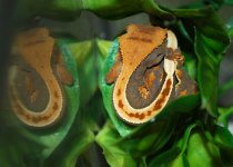 # A 7-27 Cresties 044_edited-1.jpg