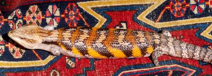 METIS_5-6-24_27w.jpg