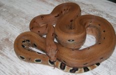IMG_3950.jpeg