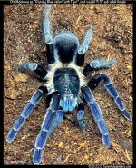 Ornithoctonus_Ranong_Blue-violet(f)3.5in_SA1.jpg