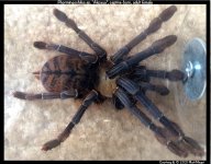 Phormingochilus_Akcaya(F)AD1.jpg