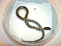 Hueco Tanks male.JPG