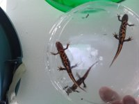 T. carnifex ventral - young.jpg