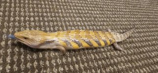 Skink 2.jpg