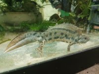 T. carnifex - Male.jpg
