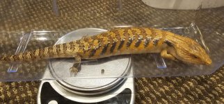 Skink 3.jpg