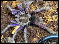 P.insignis(m)4.75in_SA1.jpg