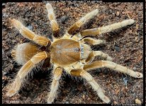 Hysterocrates_Niger_Delta(f)5in_SA1.jpg