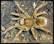 T.stirmi(m)6.25in_SA1.jpg