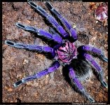 Pamphobeteus_cf_nigricolor_Ecuador(MM)1.jpg
