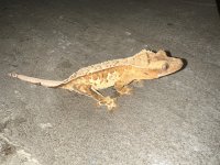 IMG_1720.jpg