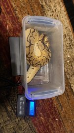 Pastel Clown Female.jpg