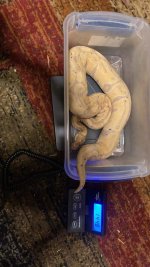 Banana Het Clown Female.jpg