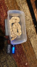 Banana Het Clown Male.jpg