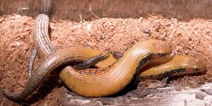 20051010 Skinks Breeding.jpg