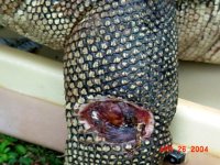 water monitor rescue 3.jpg