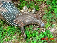 water monitor rescue 8.jpg