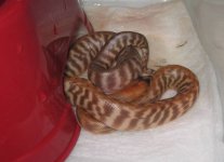 20080223hatch3.jpg