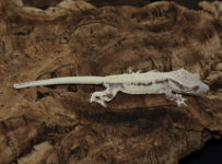 Screenshot 2024-03-29 at 13-08-44 BB's Crested Gecko's Â· Products Â· Frappuccino Crested Geck...png