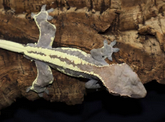 Screenshot 2024-03-29 at 13-11-26 BB's Crested Gecko's Â· Products Â· Frappuccino Crested Geck...png