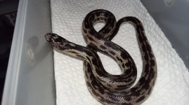 736MstripedghostPHcorwinhypo.jpg