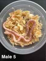 cornsnake male 5 2nd.jpg