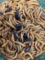 MEALWORM BREEDING PACKS.jpg